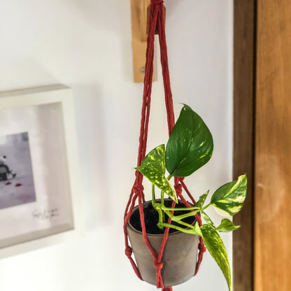 Suspension, jardinière pour plante - ARONA